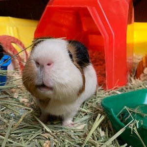 Meet your Posher, Angela